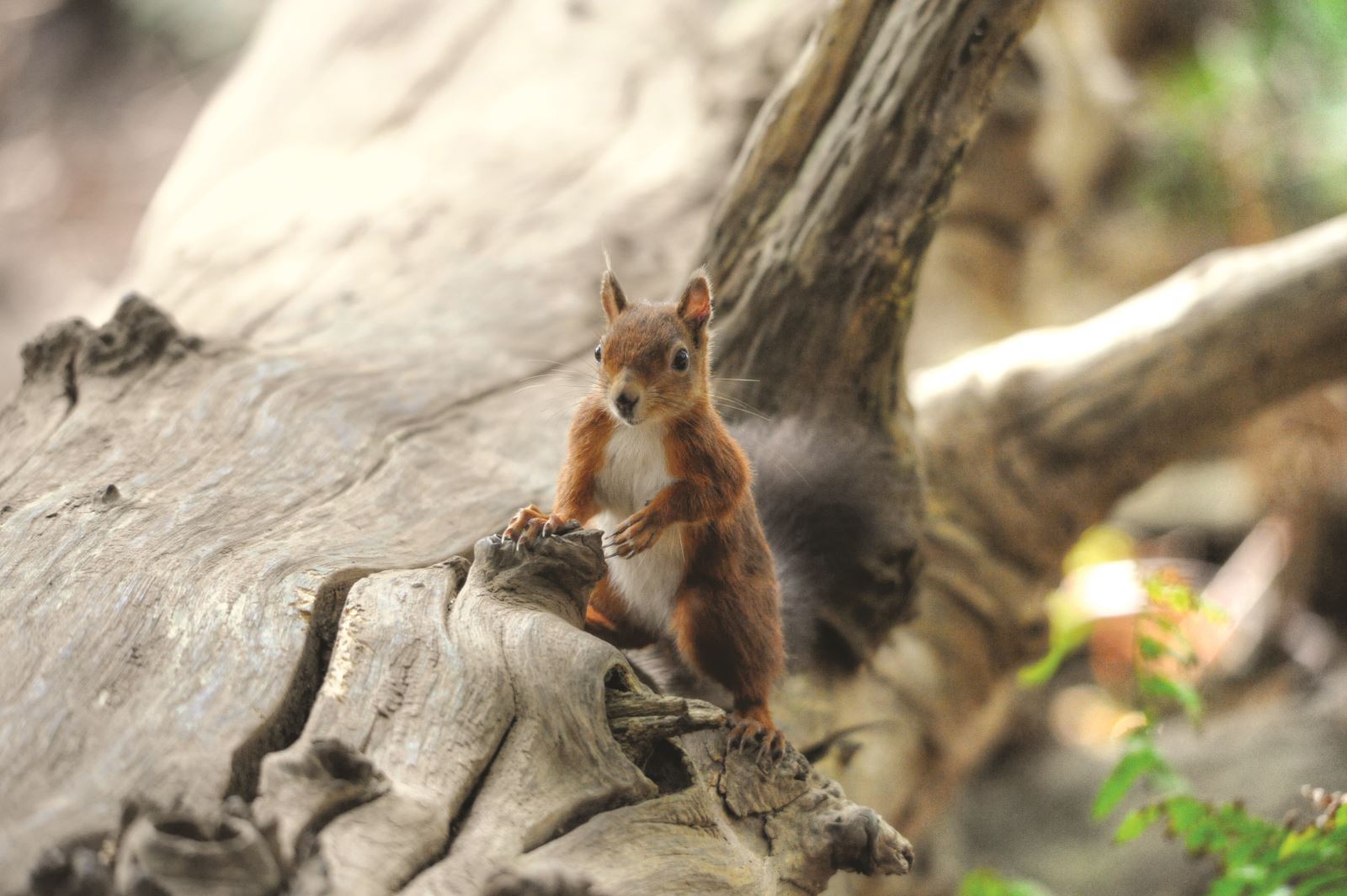 A notably photogenic red squirrel sitting upon a tree on Brownsea Island